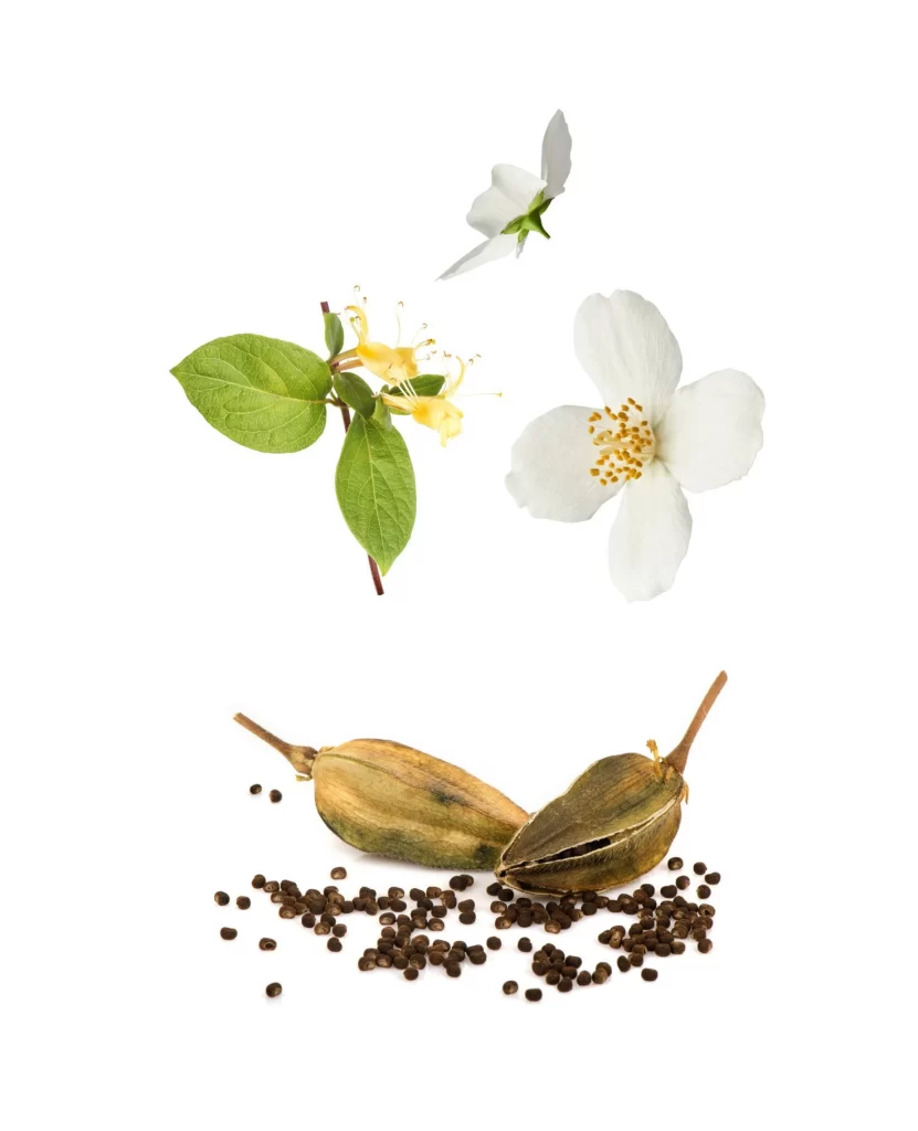 White Flowers and Seed Pods Still Life